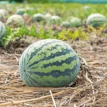ako-krmit-melony-a-vodne-melony-aby-boli-sladke-a.webp.webp