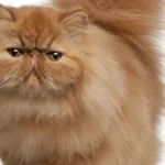linani-ako-znizit-hunatost-vasho-stvornoheho-priatela.webp.webp