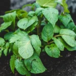 pri-akej-teplote-mozu-zemiaky-v-pode-zamrznut-agronomovia-pomenovali.webp.webp
