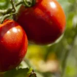 tato-infuzia-burin-vam-pomoze-ziskat-trojnasobnu-urodu-velkych-a.webp.webp